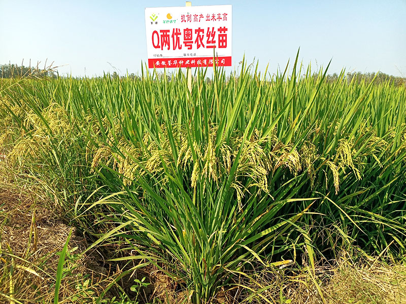  Q兩優(yōu)粵農(nóng)絲苗